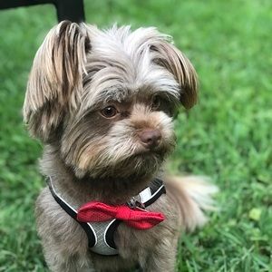 Meet your Posher, Xhevrije